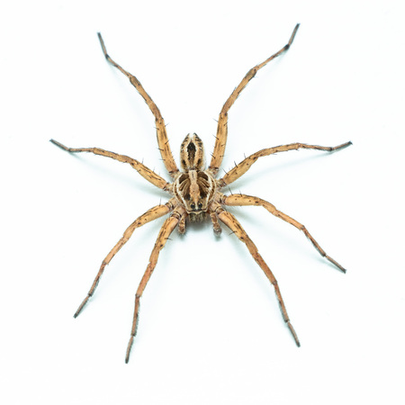 Wolf Spider head-onの写真素材