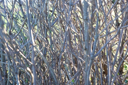 Close-up of Twigs and Branchesの写真素材