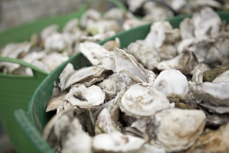 Oyster Shells in Green Bins