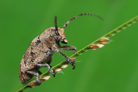 Cerambycidaeの写真素材