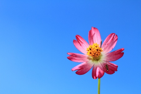 Sunny flowerの写真素材