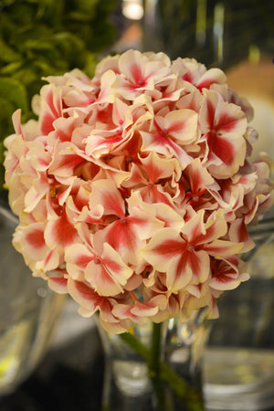 Pink and White Flowers
