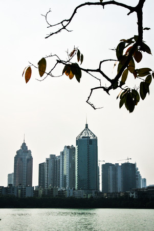 Skyscrapers and tree branchの写真素材