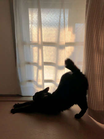 Silhouette of a black cat in front of the window.の写真素材
