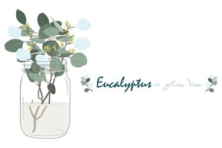 Eucalyptus Branch In Glass Vase Setのイラスト素材