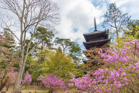 beautiful sakura blossom at Ninna-ji temple, Kyoto, Japanのeditorial素材