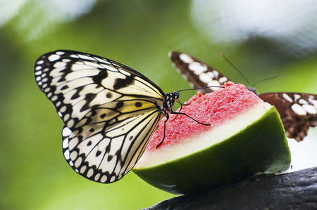 feeding butterfly in green house