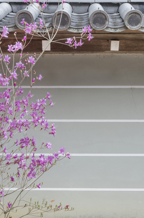 Japanese flower garden. Oriental backgroundの写真素材