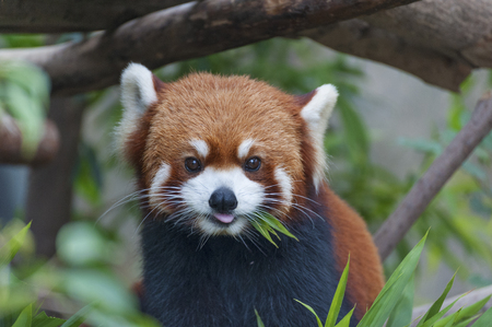 Red Panda, Firefox or Lesser Panda (Ailurus fulgens)の写真素材