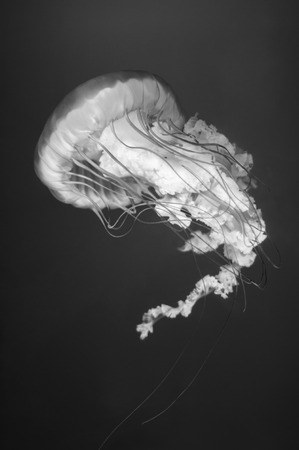 jellyfish in black and whiteの写真素材