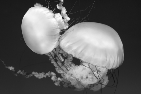 jellyfish in black and whiteの写真素材