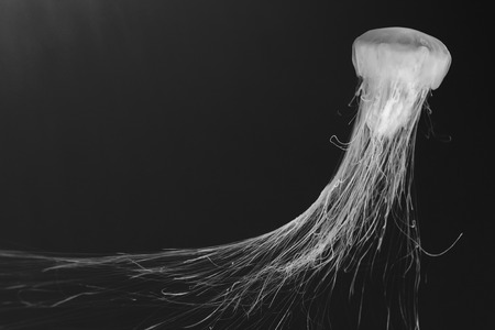 jellyfish (Chrysaora fuscescens)の写真素材