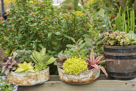 succulent plant in gardenの写真素材