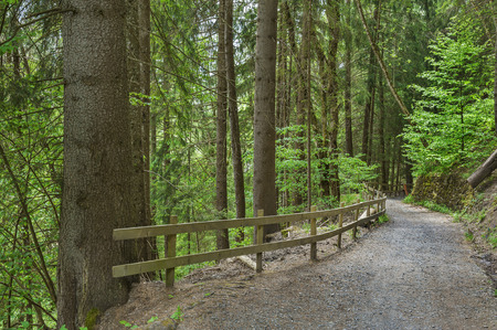 country road in forestの写真素材