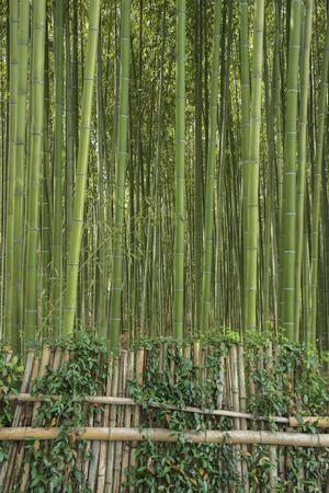 Bamboo forest in Arashiyama, Kyoto, Japanの写真素材