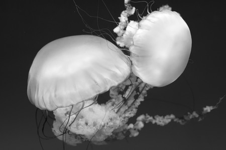 Jellyfish in black and whiteの写真素材