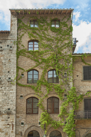 Climbing Vines of Ivy on old Houseの写真素材