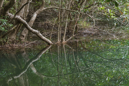 Forest lake reflecting trees in Hong Kong. Natural backgroundの写真素材