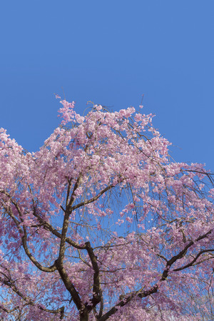 Beautiful cherry blossom sakura with blue sky backgroundの写真素材