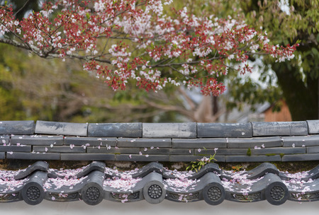 wilted Sakura flower petal on rooftop. Oriental backgroundの写真素材