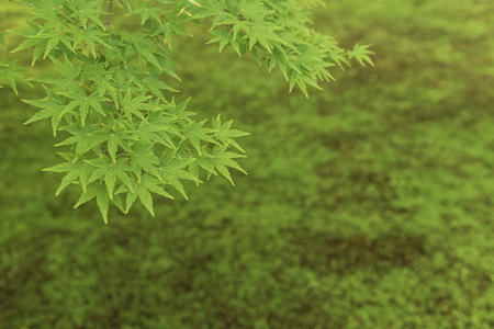 Green maple leaf. Natural backgroundの写真素材