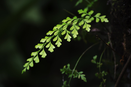 green leaves illuminated by sunlight in forest shadow.の写真素材