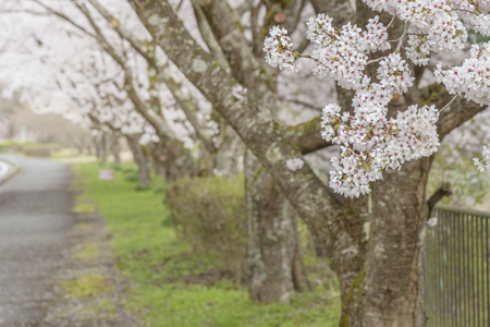 Sakura Flower tree in Springtime in Kyoto, Japanの写真素材