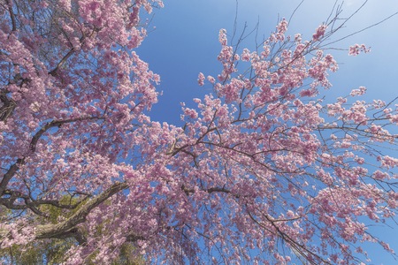 Beautiful cherry blossom sakura with blue sky backgroundの写真素材