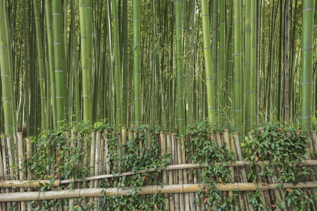 Bamboo forest in Arashiyama,Kyoto, Japanの写真素材