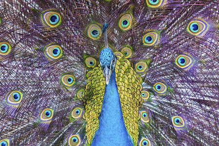 Portrait of beautiful peacock with feathers outの写真素材