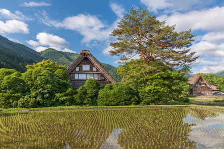 Rice field in Historical village of Shirakawa-go. Shirakawa-go is one of Japan's UNESCO World Heritage Sites located in Gifu Prefecture, Japan.のeditorial素材