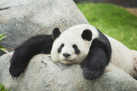 Giant panda bear sleepingの写真素材