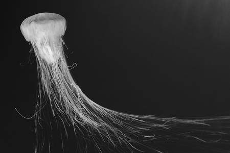 jellyfish (Chrysaora fuscescens)の写真素材