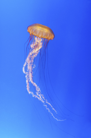 jellyfish (Chrysaora fuscescens or Pacific sea nettle) with blue sea backgroundの写真素材