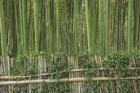 Bamboo forest in Arashiyama,Kyoto, Japanの写真素材