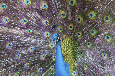 Portrait of beautiful peacock with feathers outの写真素材