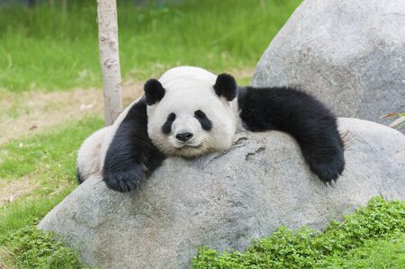 Adorable giant panda bear sleepingの写真素材