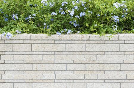 Modern brick wall with green plant. Natural backgroundの写真素材