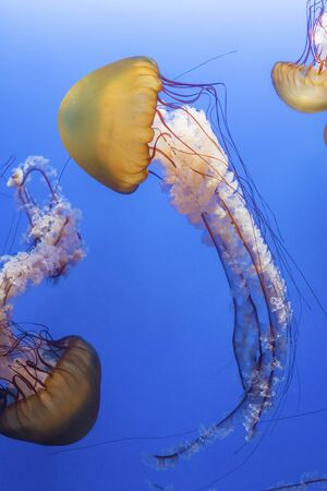 Orange jellyfish (Chrysaora fuscescens or Pacific sea nettle) in blue ocean waterの写真素材