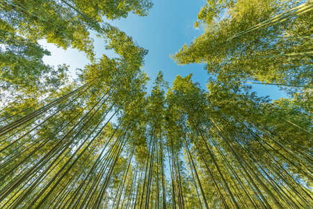 Bottom view of tall bamboo tree in evergreen forest of Arashiyama, Kyoto, Japanの写真素材