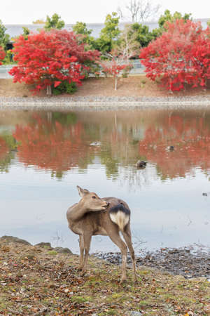 Deer in historical city Nara, Japan in autumn season.の写真素材