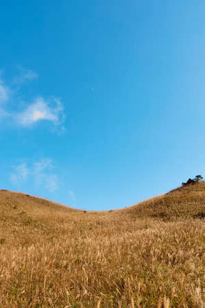 Autumn silver grass under blue sky. Vintage autumn landscape backgroundの写真素材