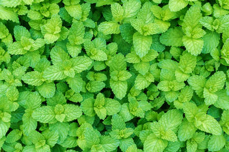 Mint plant grow at vegetable garden. Natural background