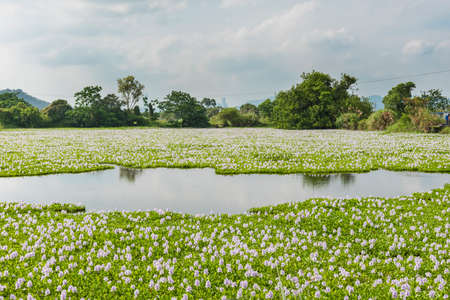 Water hyacinth flower blossom in pond in Hong Kongの写真素材