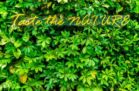 Slogan taste the nature on green leaf. Natural background