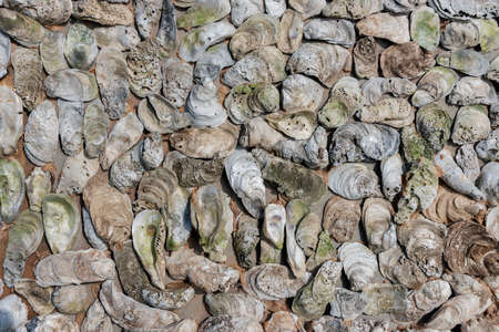 Texture of oyster shells on the wall. Background from mollusk shells embedded in stucco