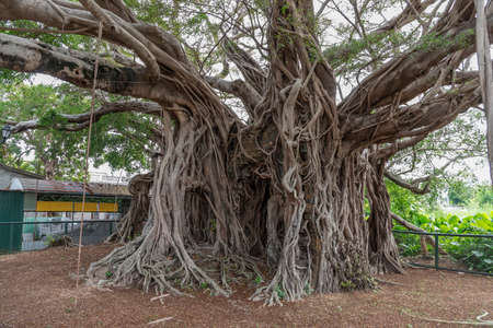 Natural landmark Kam Tin Tree House in Hong Kongの写真素材