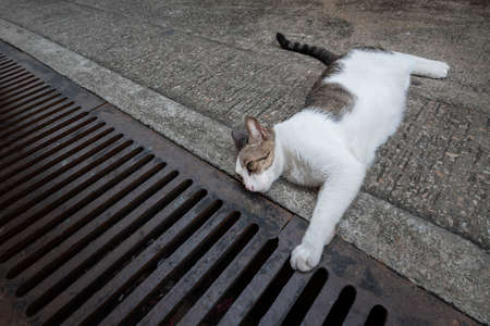 Stray cat lying on the pedestrian walkway in fishing village Tai O in Hong Kongの写真素材