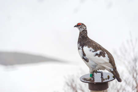 Japanese rock ptarmigan on snowy mountain at Murodo, Tateyama Kurobe Alpine Route, Japan.の写真素材