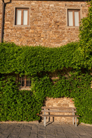 empty seat and of a wall covered with ivy in gardenの写真素材